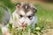 Cute, with pink nose puppy Malamute lying on the grass