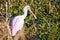 Cute pink Roseate spoonbill portrait in the swamp