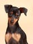 Cute pinscher dog