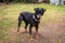 Cute pinscher dog in the backyard waiting