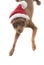 Cute pinscher dog in Santa Claus hat