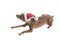 Cute pinscher dog in Santa Claus hat