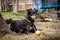 Cute pinscher dog taking sun bath