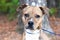 Cute Pitbull hound mix breed dog adoption rescue photo