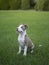 Cute Pitbull sitting in the grass