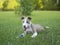 Cute Pitbull sitting in the grass with her ball