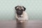 Cute pitiful pug puppy dog on a no carbs diet sitting at wooden table with snacks in front