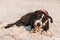 A cute Pittbull Terrier is playing at the beach