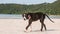 A cute Pittbull Terrier is walking at the beach