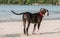A cute Pittbull Terrier is walking at the beach