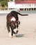 A cute Pittbull Terrier is walking at the beach