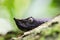 Cute pitviper in the jungle of tropical Costa Rica Porthidium nasutum