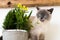 Cute playful blue eyed siamese kitten sniffing potted spring flowers. Adopt a pet.