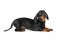 Cute playful dachshund puppy fooling around and posing lying on stomach with backside raised, copy space for advertising