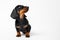 Cute playful dachshund puppy sits and looks up waiting for the command on a white background, copy space for advertising