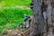 Cute playful lemur catta behind a tree chewing a stick