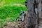 Cute playful lemur catta behind a tree chewing a stick