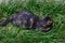 A cute playful tortoiseshell cat lying on a grass