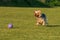 Cute playful Yorkshire Terrier caught in action