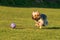 Cute playful Yorkshire Terrier caught in action