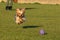 Cute playful Yorkshire Terrier caught in action