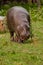 Cute plump Dwarf Liberian hippo hippo pygmy with touching muzzle on green grass. pleased goes on the lawn