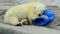 Cute polar bear cub sleeps