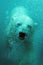 Cute polar bear underwater