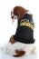 Cute police dog. Spaniel on white background. Dog costume on isolated white studio background closeup photo.