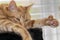 Cute polydactyl ginger cat shows large paw.