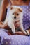 Cute Pomeranian baby spitz on woman& x27;s hands