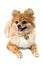 The cute Pomeranian dog over white