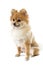 The cute Pomeranian dog over white