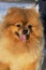 Cute Pomeranian dog portrait. Pomeranian spitz close-up. A spitz dog with an open mouth. Dog face, adorable brown
