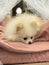 A cute Pomeranian dog is relaxing in the bed with pink futon bedding.
