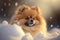 A Cute Pomeranian Dog Sitting in a Snow Pile in the Wintertime