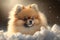 A Cute Pomeranian Dog Sitting in a Snow Pile in the Wintertime