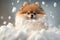 A Cute Pomeranian Dog Sitting in a Snow Pile in the Wintertime