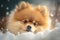 A Cute Pomeranian Dog Sitting in a Snow Pile in the Wintertime