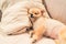 Cute pomeranian dog sleeping on pillow on bed, with copy space