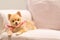 Cute Pomeranian dog smiling on the sofa with copy space, cowboy bandana or handkerchief on the neck