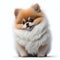 Cute pomeranian Generative AI