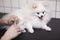 Cute pomeranian getting groomed