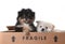 Cute Pomeranian Puppies Inside a Cardboard Box