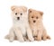 Cute Pomeranian Puppies Sitting Together on White