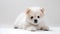 Cute Pomeranian puppy isolated on white background, studio shot