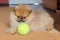 Cute pomeranian puppy, small dog with a ball at home