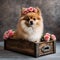 Cute Pomeranian puppy in a wooden box