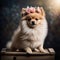 Cute Pomeranian puppy with a wreath of flowers on his head sits in a wooden box