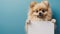 Cute Pomeranian Spitz dog holds a blank white sign mock-up on a blue background with copy space for text. Template for